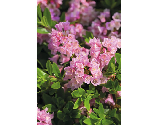 Buchsbaum Ersatz Zwerg-Rhododendron Bloombux® Magenta Rhododendron micranthum 'Bloombux'® H 5-10 cm Topf 11 cm