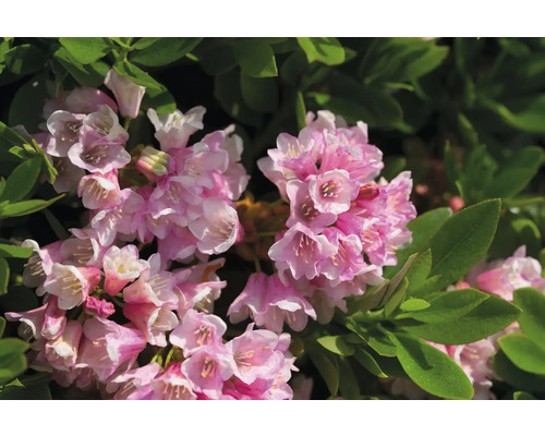 Nahaufnahme von rosa blühendem Rhododendron mit grünen Blättern