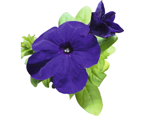 Gros plan de fleurs de pétunia violettes avec des feuilles vertes