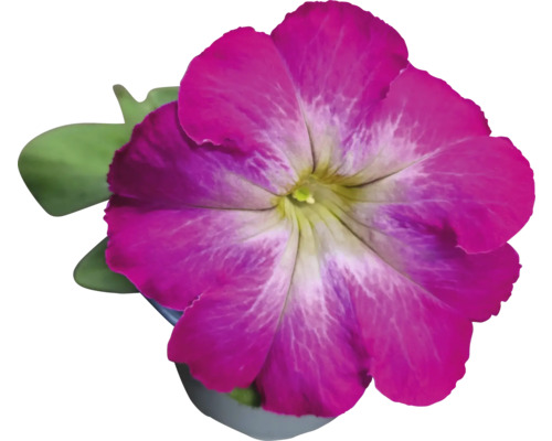 Pétunia en pot