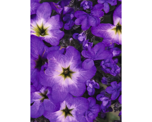 Gros plan de petites fleurs violettes en fleurs