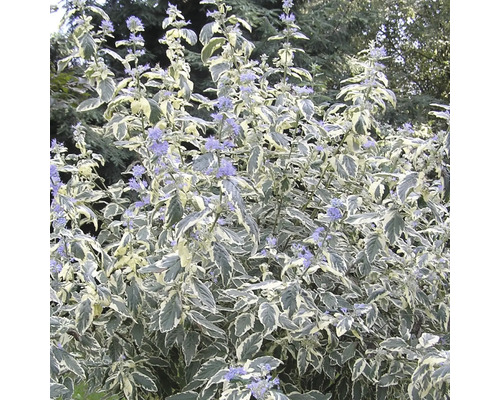Caryopteris FloraSelf Caryopteris clandonensis White Surprise H 40-60cm Co 4L Arbre à caryoptère ''White Surprise'' avec des feuilles à bords blancs et des fleurs bleues