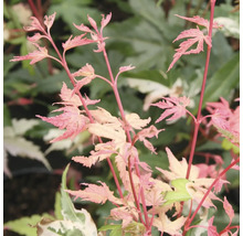 Érable palmé à feuilles multicolores Acer palmatum 'Oridono Nishiki' H 40-60 cm Co 4 L