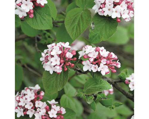 Koreanischer Duft-Schneeball FloraSelf Viburnum carlesii 'Aurora' H 40-60 cm Co 5 L Blühender Viburnum Strauch mit grünen Blättern