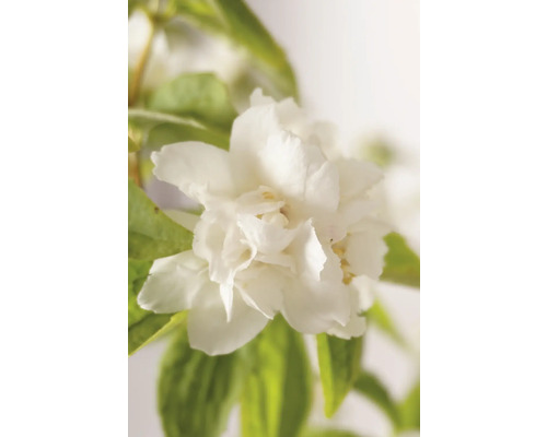 Gros plan d''une fleur de jasmin d''odeur remplie avec des feuilles vertes