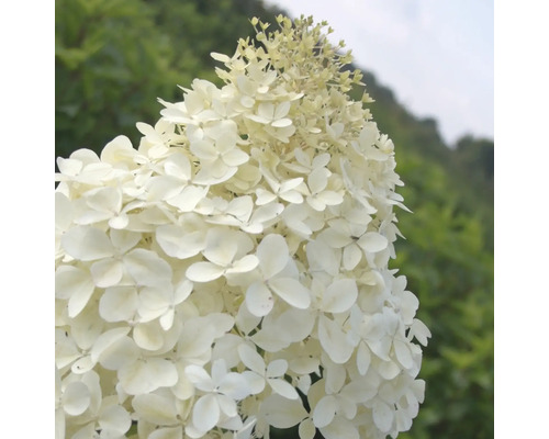 Nahaufnahme einer weissen Hortensienblüte