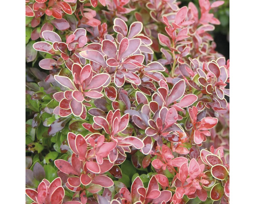 Zwergberberitze FloraSelf Berberis thunbergii 'Admiration' H 30-40 cm Co 4,5 L Berberitze mit rot-grünen Blättern und hellem Rand