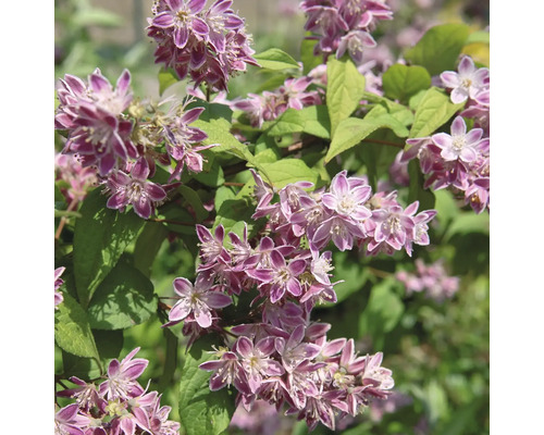 Deutzia avec fleurs roses et feuilles vertes