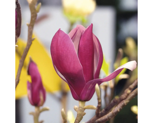 Gros plan d''une fleur de magnolia carmin