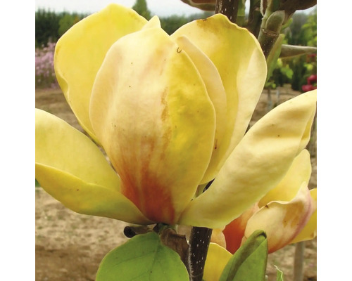 Gelbe Magnolienblüte