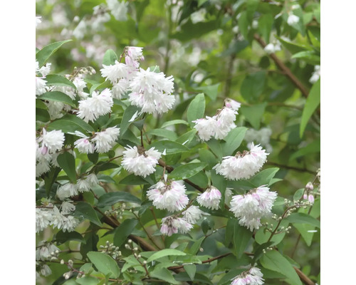 Plante de deutzie avec des fleurs blanches et des feuilles vertes.