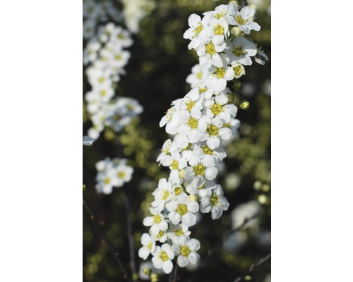 Blütenstand mit weissen Spiraea-Blüten