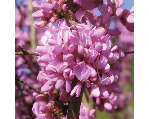 Gainier de Chine FloraSelf Cercis chinensis 'Don Egolf' demi-tige 40 cm H env. 70-80 cm Co 6 L