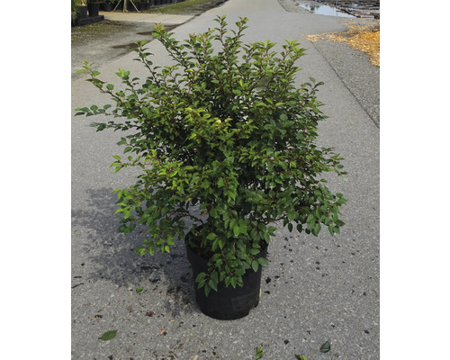 Arbuste en pot avec feuilles vertes pour le jardin