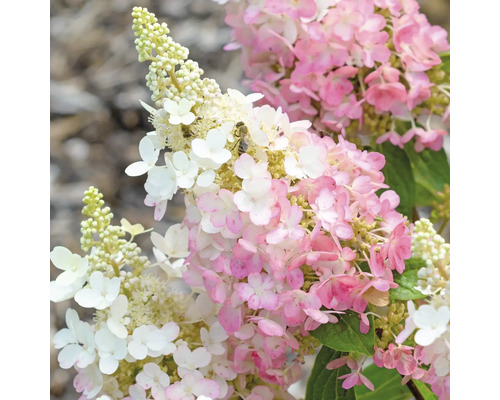 Hortensia paniculata avec des fleurs blanches et roses