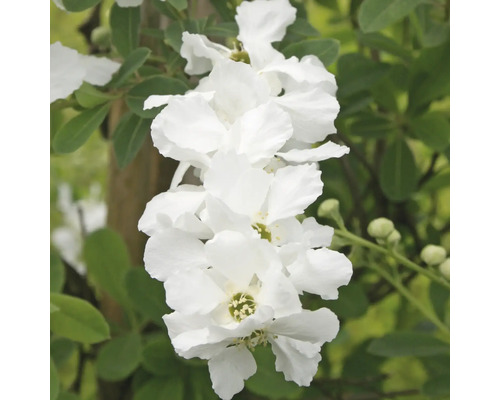 Exochorde retombante FloraSelf Exochorda macrantha 'Lotus Moon' H 30-40 cm Co 6 L Fleurs d''une plante Exochorda