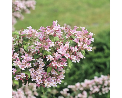 Arbuste d''ornement en fleurs avec fleurs