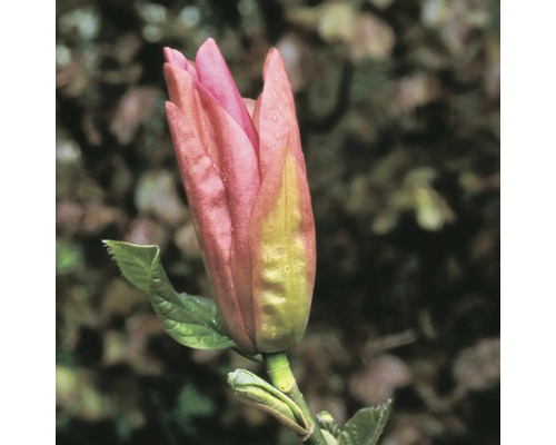 Nahaufnahme einer ungeöffneten rosa Magnolienblüte