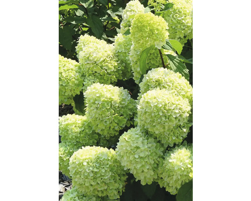 Hortensia paniculé FloraSelf Hydrangea paniculata 'Mojito' h 50-60 cm co 6 l Gros plan sur des fleurs d''hortensia dans le jardin.