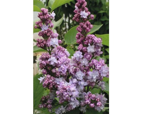 Gros plan d''un lilas en fleurs