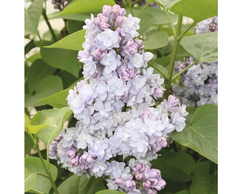 Gros plan d''une fleur de lilas avec des feuilles