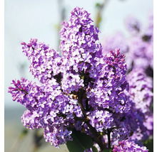 Gros plan d''un lilas en fleurs