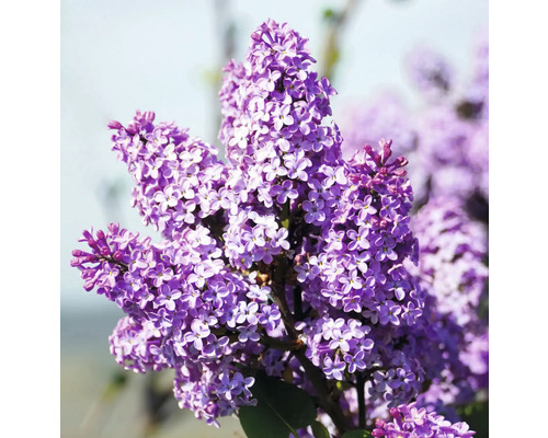 Gros plan d''un lilas en fleurs