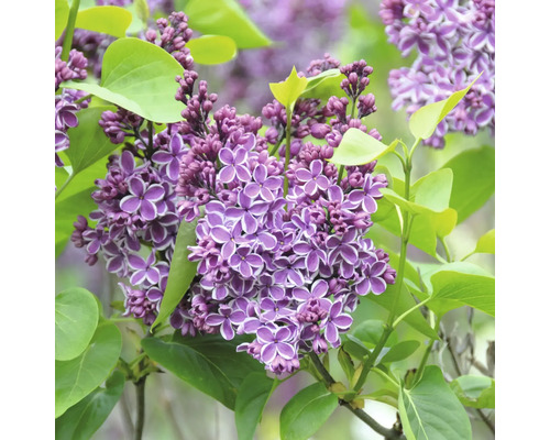 Gros plan sur des fleurs de lilas avec des feuilles