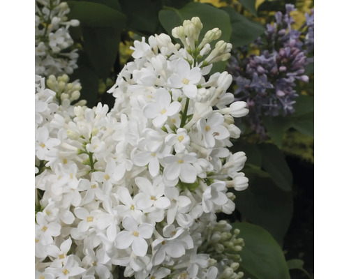 Nahaufnahme einer blühenden weißen Fliederpflanze