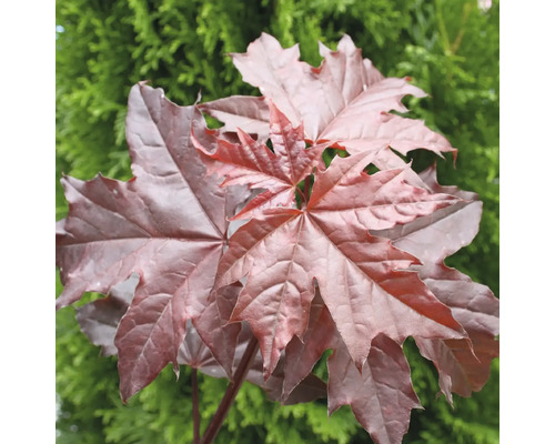 Érable plane 'Crimson Sentry' XXL FloraSelf demi-tige Acer platanoides 'Crimson Sentry' Co 18 l