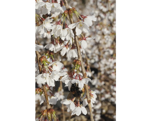 Cerisier d''ornement en fleurs avec un bourdon