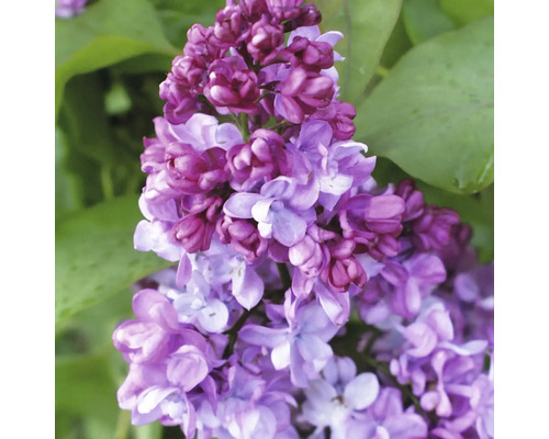 Nahaufnahme einer lila blühenden Pflanze mit grünen Blättern