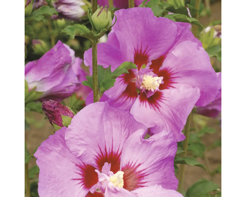 Nahaufnahme von Hibiskusblüten