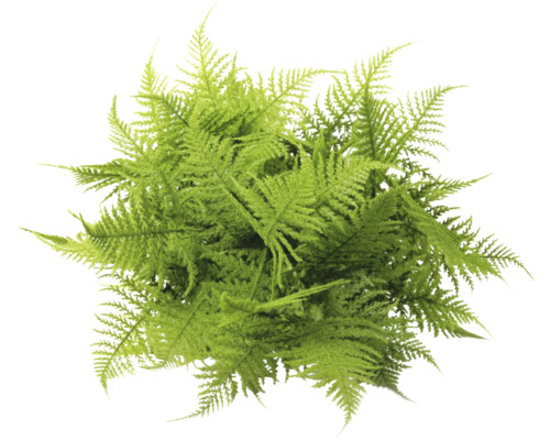 Plante d''asperges de Farn