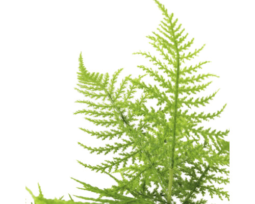 Branche d''asparagus plumosus pour décorations florales