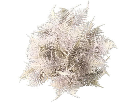 Busch Farn für Dekoration