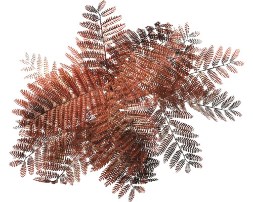 Detailaufnahme von Farnblättern