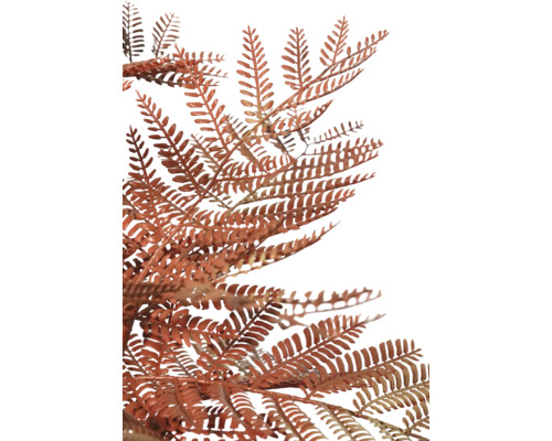 Detailaufnahme von rostfarbenem Farn für Dekorationen.