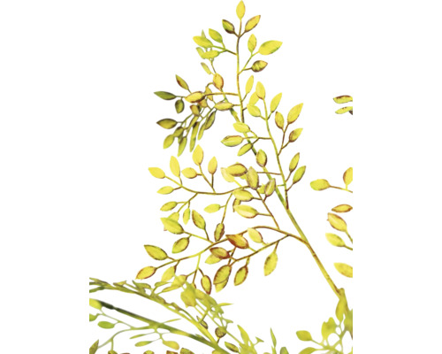 Illustration de branches avec des feuilles