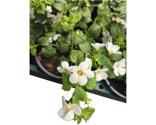 Fleur de Bach avec fleurs blanches et feuilles vertes en pot