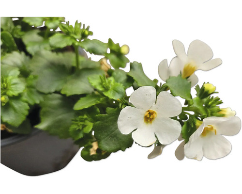 Bacopa plante ornementale en pot avec fleurs blanches et feuilles vertes