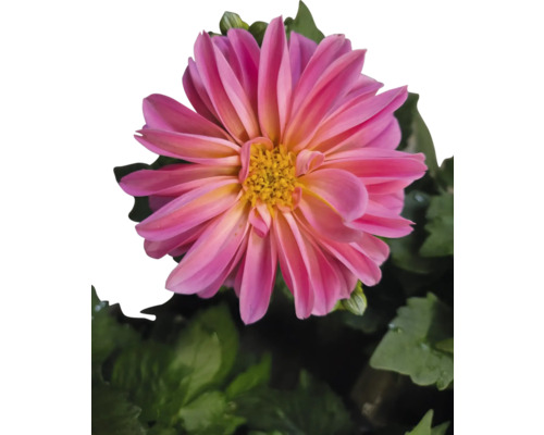 Nahaufnahme einer rosafarbenen Dahlie mit gelbem Zentrum