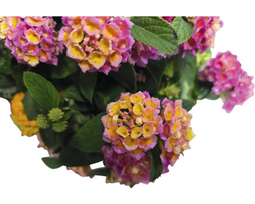 Gros plan d''une plante lantana