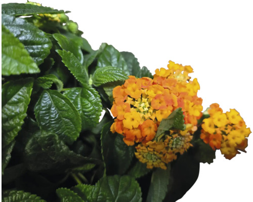 Fleurs d''arbustes ornementaux orange-jaune avec feuilles vertes.