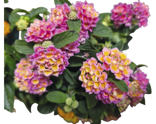 Arbuste fleuri avec des fleurs de sous-arbrisseau