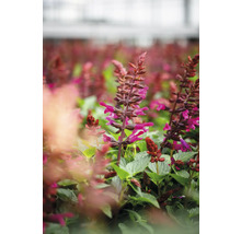 Champ de plants de sauge en fleurs