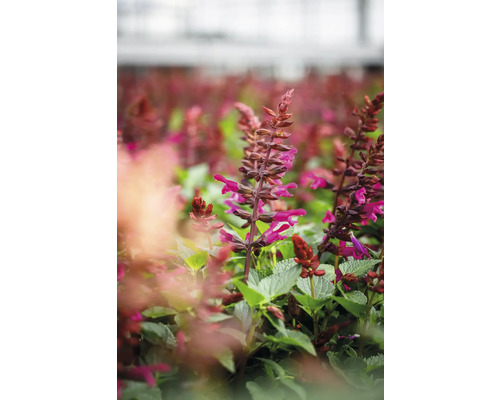 Champ de plants de sauge en fleurs