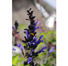 Inflorescence avec des fleurs violettes et un bourdon