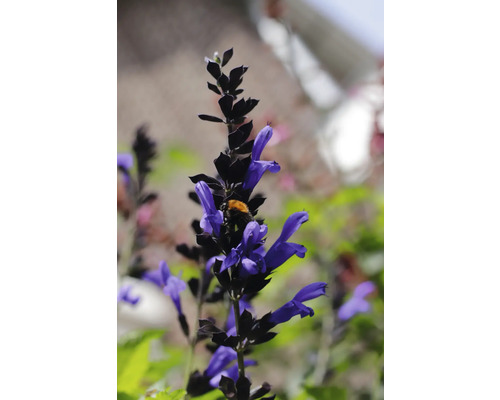Inflorescence avec des fleurs violettes et un bourdon