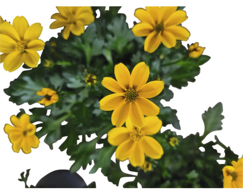 Fleur de tagète jaune avec des feuilles vertes
